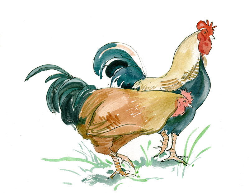 CH009 - cockerel and chicken art print by Mark Huskinson